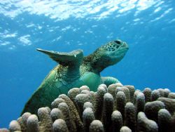 A turtle ruins a perfectly bland shot of a piece of coral. by Quentin Long 